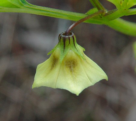 Physalis_angulata_calyx.jpg