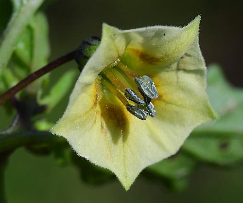 Physalis_angulata_corolla.jpg