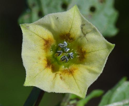 Physalis_angulata_corolla2.jpg