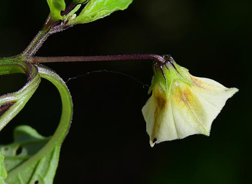 Physalis_angulata_flower.jpg