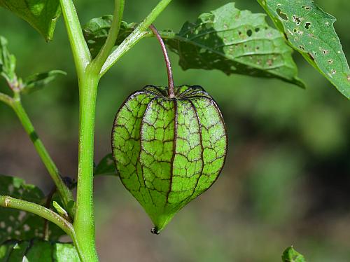 Physalis_angulata_fruit.jpg