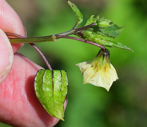 Physalis_angulata_inflorescence.jpg