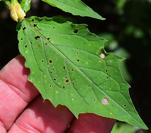 Physalis_angulata_leaf1.jpg