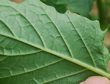 Physalis_angulata_leaf2.jpg