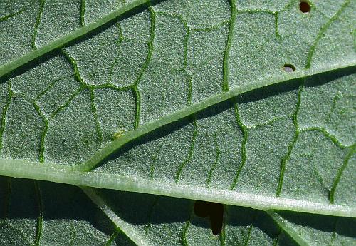 Physalis_angulata_leaf2a.jpg