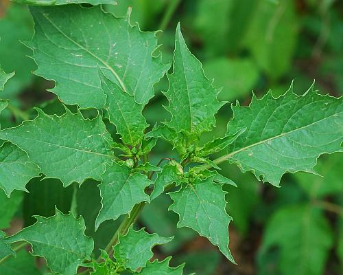 Physalis_angulata_leaves.jpg