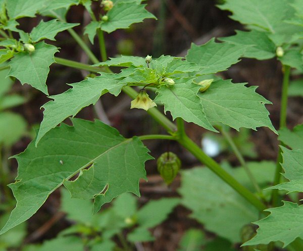 Physalis_angulata_plant.jpg