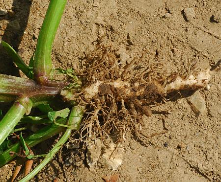 Physalis_angulata_root.jpg