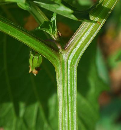 Physalis_angulata_stem.jpg