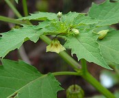 Physalis angulata thumbnail