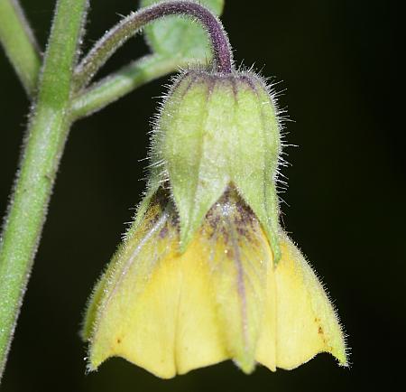 Physalis_heterophylla_calyx.jpg