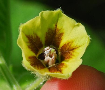 Physalis_heterophylla_corolla.jpg