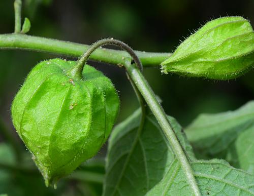 Physalis_heterophylla_fruit.jpg