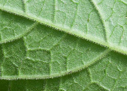 Physalis_heterophylla_leaf2a.jpg