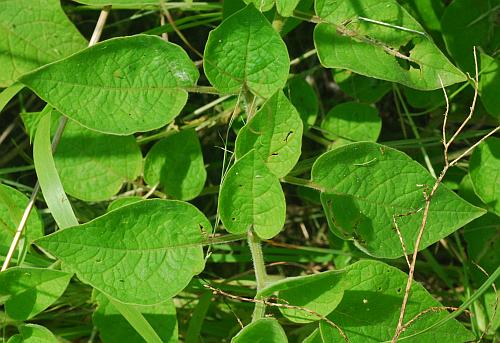 Physalis_heterophylla_leaves.jpg