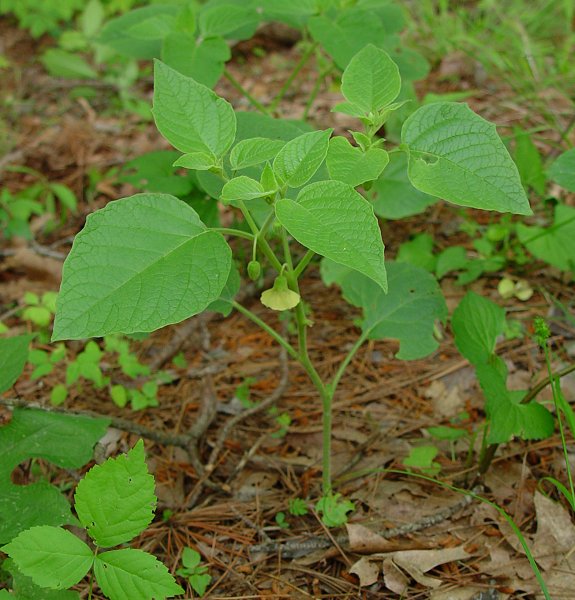 Physalis_heterophylla_plant.jpg