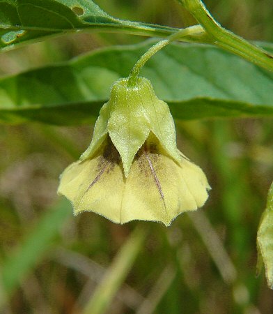 Physalis_longifolia_calyx.jpg