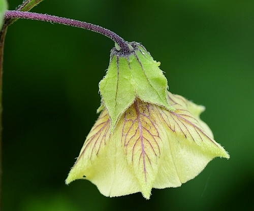 Physalis_longifolia_flower.jpg