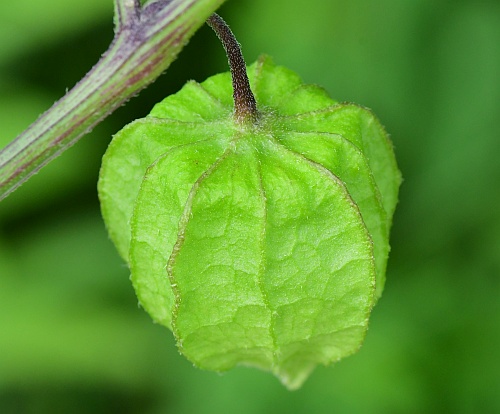 Physalis_longifolia_fruit.jpg