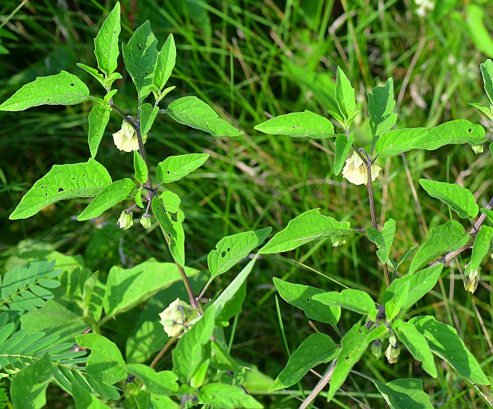 Physalis_longifolia_plant.jpg