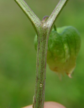 Physalis_longifolia_stem.jpg