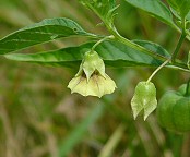 Physalis longifolia thumbnail