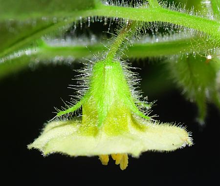 Physalis_missouriensis_calyx1.jpg