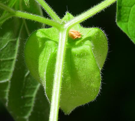 Physalis_missouriensis_calyx2.jpg