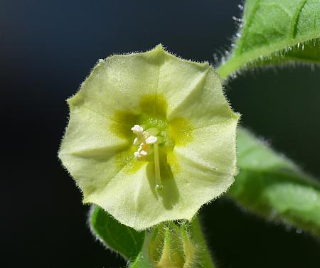 Physalis_missouriensis_corolla.jpg