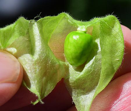 Physalis_missouriensis_fruit1.jpg