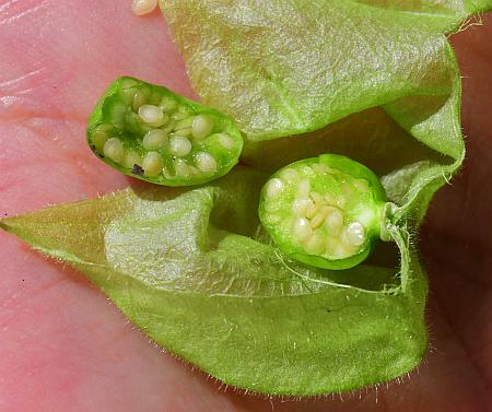 Physalis_missouriensis_fruit2.jpg