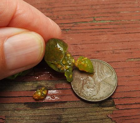 Physalis_missouriensis_fruit3.jpg