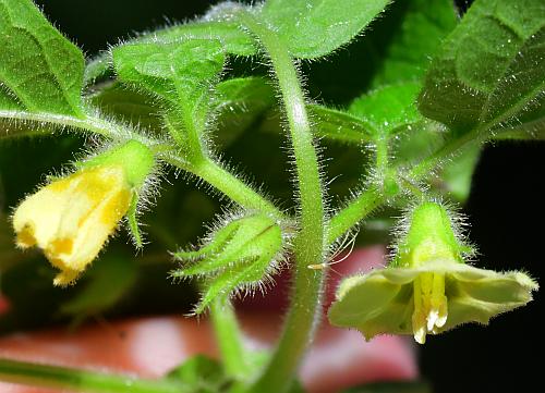 Physalis_missouriensis_inflorescence.jpg