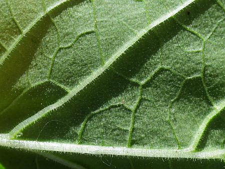 Physalis_missouriensis_leaf2a.jpg