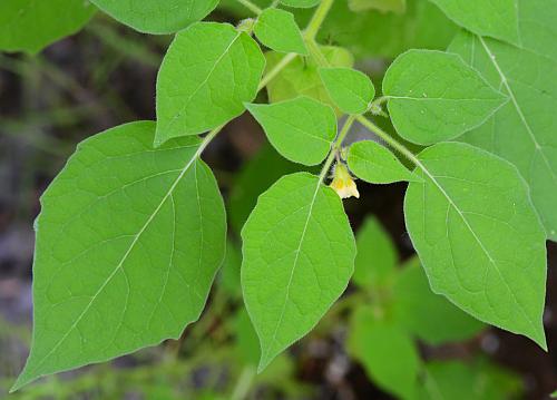 Physalis_missouriensis_leaves.jpg