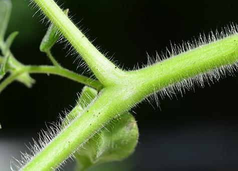 Physalis_missouriensis_stem1.jpg