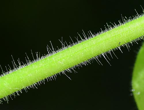 Physalis_missouriensis_stem2.jpg