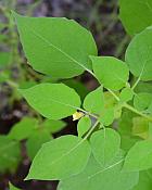 Physalis missouriensis thumbnail