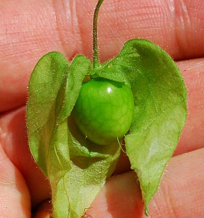 Physalis_pubescens_berry.jpg