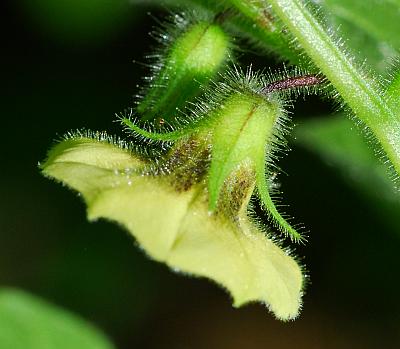 Physalis_pubescens_calyx.jpg