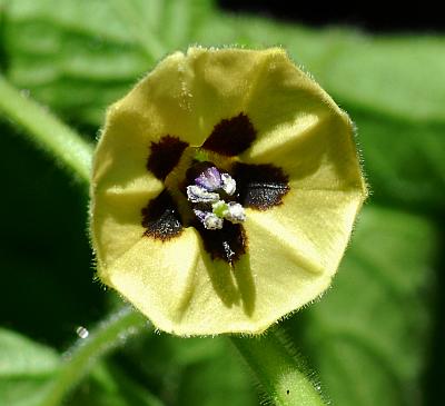 Physalis_pubescens_corolla.jpg