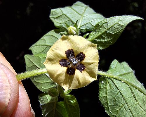 Physalis_pubescens_corolla2.jpg