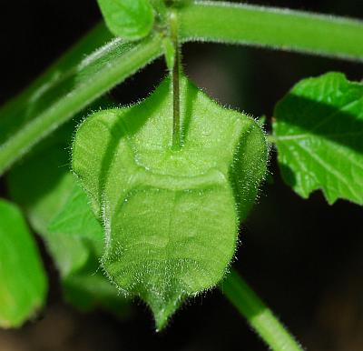 Physalis_pubescens_fruit.jpg