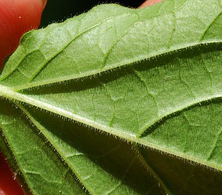 Physalis_pubescens_leaf2.jpg