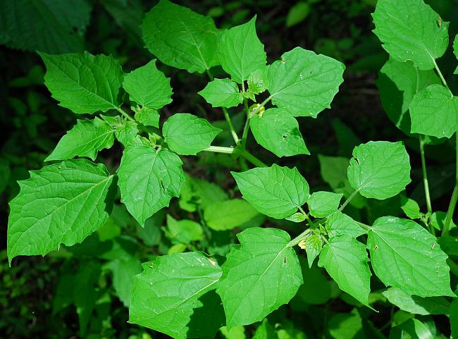 Physalis_pubescens_plant.jpg