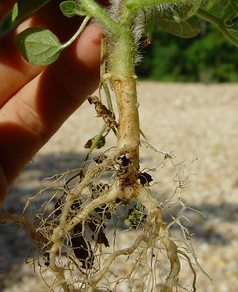 Physalis_pubescens_root.jpg