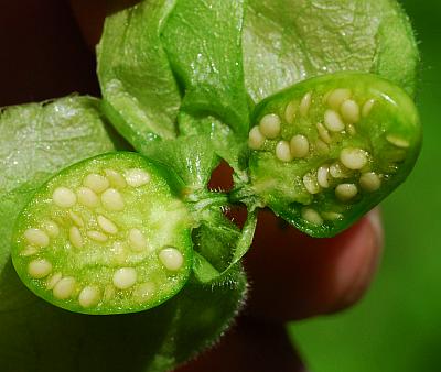 Physalis_pubescens_seeds.jpg