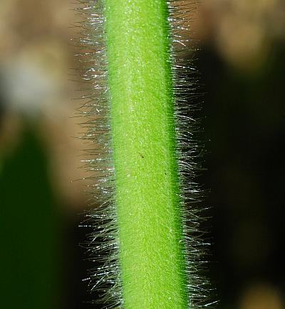 Physalis_pubescens_stem.jpg