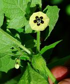 Physalis pubescens thumbnail