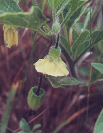 Physalis_pumila_flower.jpg